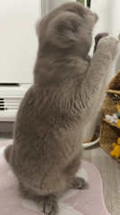 Scottish Fold kitten plays indoors during quiet domestic afternoon