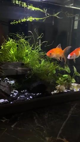 This is a short video clip of two goldfish swimming in an aquarium. The goldfish are orange and white, and they are swimming in front of a background of green plants and dark rocks. The aquarium is set on a dark, patterned surface, possibly a countertop. The lighting appears to be artificial, casting reflections on the water's surface. There are small white pebbles on the bottom of the aquarium, interspersed with dark substrate. The overall scene is peaceful and naturalistic, showcasing the fish in their aquatic environment. No specific time of day or weather conditions are discernible, but the setting suggests an indoor environment. There are no visible people in the frame, only the fish and the aquarium's contents. No text is visible within the media.