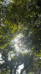 Person documents two-minute walk through tree-lined Mexico City neighborhood