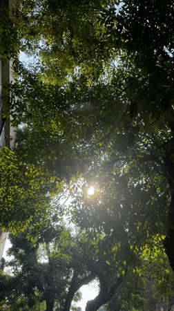 Person documents two-minute walk through tree-lined Mexico City neighborhood