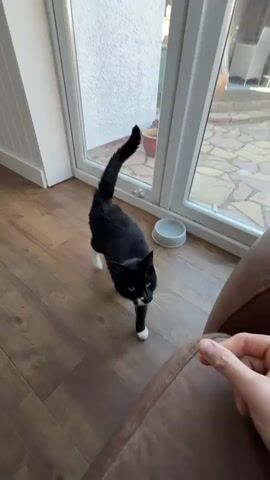 A black and white cat, commonly known as a tuxedo cat, is the primary subject of the video, filmed indoors in Hitchin, United Kingdom. The cat has mostly black fur with distinctive white markings on its paws, chest, and around its muzzle, including prominent white whiskers. Its eyes are a striking green or yellow-green hue.

The video begins with the cat standing on a wooden floor, looking towards the camera. Its tail is held high and slightly curled. In the background, a white pet bowl is visible near a large glass door or window that leads to an outdoor patio or garden area. The outdoor area features light-colored paving stones and a terracotta pot. Bright sunlight suggests it is daytime and likely sunny outside.

As the video progresses, the cat takes a few steps forward, approaching the camera directly. A close-up shot captures its face as it nears the lens. A soft meow can be heard from the cat as it moves. The cat then walks past the camera, with a brown leather armchair or sofa arm partially visible in the foreground. The interaction suggests the cat is seeking attention or engagement from the person filming. No text is visible in the video.