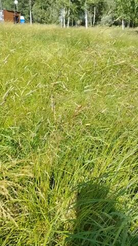 The video shows a meadow of tall green grass with some plumes. In the background, there is a building with a reddish-brown exterior, white trim, and a flat roof. There are also trees and a cloudy sky. The camera appears to be moving through the grass.