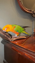 Pet sun conure explores furniture in Khimki home