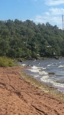 A body of water with waves laps against a sandy shore. A line of trees with green foliage forms a backdrop to the scene. The sky above is blue with some clouds. Several white birds are in flight over the water and near the shore. Tire tracks are visible in the sand in the foreground.
