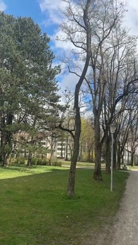 The video shows an outdoor scene, likely in a park or green space within a city. A row of tall, leafless trees lines a paved pathway. To the left is a large evergreen tree. The grass is green, suggesting it is spring or early summer. In the distance, apartment buildings can be seen. The camera zooms in on a birdhouse attached to one of the trees. The birdhouse is wooden, with a rectangular shape and a small entrance hole. The sky is blue with scattered white clouds. There are no people visible in the video.