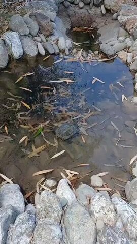A turtle swims in a small, shallow pond surrounded by rocks. Fallen leaves float on the surface of the water. The pond is situated outdoors in a natural setting.