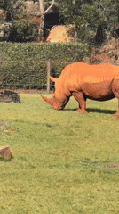 Animal encounters across Australia Zoo's enclosures in Queensland