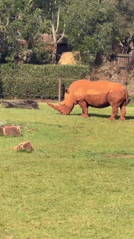 The video shows a rhinoceros grazing on a grassy field. The rhinoceros is brown and has a large horn. The field is surrounded by trees and bushes. The sky is blue and clear. The rhinoceros is walking and eating grass. There are some rocks and a small tree in the background. The video is taken from a distance.