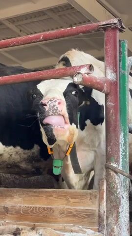 The video features a close-up of a black and white Holstein-Friesian cow, likely within a barn or stable setting. The cow is positioned behind rusty red and green metal bars, with a weathered wooden structure forming the lower barrier of its enclosure. Bright daylight illuminates the scene, suggesting it's daytime.

The cow actively and repeatedly extends its long, pink tongue out of its mouth, then retracts it, creating a rather comical and expressive facial gesture. Its eyes appear wide and focused directly towards the camera. Drool is visible dripping from its chin during these tongue movements.

Around its neck, the cow wears a black collar fitted with a green and orange electronic device, possibly an activity monitor or sensor. A small, yellow ear tag is also discernible on its right ear. Part of another cow can be seen in the background to the left. The environment strongly suggests a dairy farm or similar agricultural facility in Рытанскі сельскі Савет, Belarus, with the metal and wooden structures typical of cattle housing. The cow's playful antics with its tongue are the central activity.