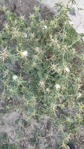 The video shows a close-up view of a spiny plant with small white flowers. The plant has many sharp, pointed leaves and stems. The ground beneath the plant appears to be sandy and dry. The lighting suggests it is daytime, possibly outdoors in a natural environment. There are no people or other animals visible in the video. The camera is focused on the plant, moving slightly from side to side.