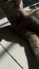 Cat enjoys morning sunbath on Yerevan apartment floor