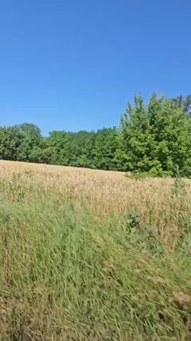 The video shows a view from a vehicle moving through a wheat field under a clear blue sky, suggesting a sunny day. The wheat appears to be ripe, with golden stalks dominating the foreground and middle ground. The field stretches towards a line of lush green trees in the background. The movement of the vehicle creates a sense of motion, with the wheat stalks blurring slightly. The scene is natural and rural, evoking a peaceful, bucolic atmosphere. No people or specific objects are clearly visible. The location is identified as Volodymyrivka, Ukraine, and the time of day is likely midday given the bright sunlight. There is no visible text in the media.