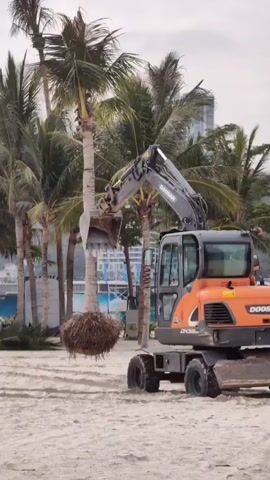 In a daytime scene at Bai Chay Ward, Vietnam, an orange and black Doosan DX55W excavator is performing a tree transplanting operation on a sandy beach. The excavator holds a palm tree by its trunk in its bucket, with the large, exposed root ball suspended just above the sand. Numerous other palm trees are visible in the background, lining the sandy area. Distant buildings and a small white structure can also be seen. The sky is overcast, and the ground is covered in light-colored sand. The excavator appears to be either moving the tree to a new location or preparing it for planting.