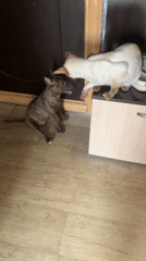Siamese cat and brindle dog size each other up at home