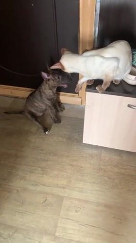 Siamese cat and brindle dog size each other up at home