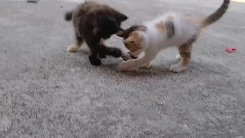 A calico kitten and a tortoiseshell kitten playfully tumble on a concrete surface. The calico kitten is white with patches of orange, black, and brown. The tortoiseshell kitten is mostly dark brown with some lighter brown and black markings. They are both young and appear to be approximately the same size. The scene is outdoors, with some background greenery and a shoe visible in the distance. The interaction between the kittens is brief and appears to be a playful fight or chase.