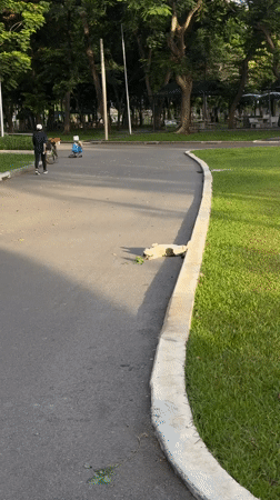 Cats and crows share a Bangkok street at dinnertime