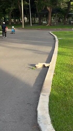 Cats and crows share a Bangkok street at dinnertime
