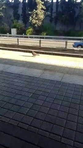 A bird is walking on a paved area next to a road. The road has traffic including a car and a truck. There are trees and vegetation in the background. The lighting suggests it is daytime. The camera appears to be stationary, capturing the scene from a low angle.