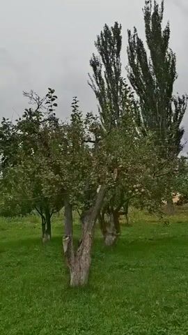 The video shows an outdoor scene with several trees, including some with fruit, likely apples. The trees are on a grassy area with some outbuildings in the background. The sky is overcast. The camera pans from left to right, focusing on the trees and their fruit. There are no people or animals visible in the video. The overall impression is of a peaceful, rural setting.