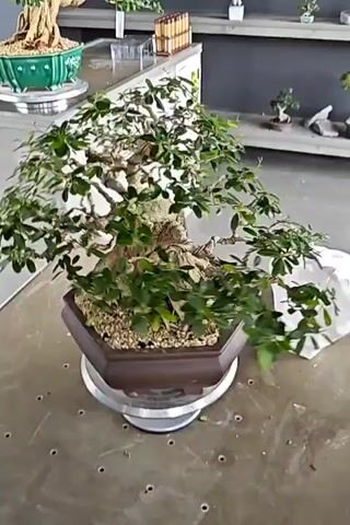A bonsai tree is shown in a square brown pot on a rotating platform. The tree has a thick, gnarled trunk and many green leaves. The pot is filled with gravel. In the background, other plants and shelves are visible. The video shows the bonsai tree rotating.