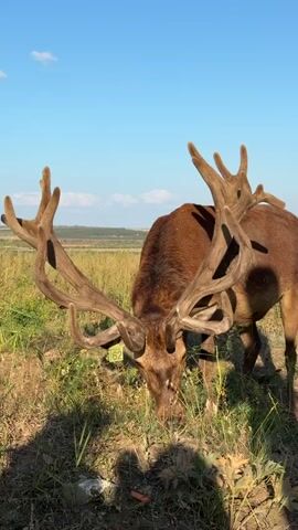 A red deer buck with large antlers is grazing in a grassy field under a clear blue sky. The deer has a yellow tag attached to its ear. The camera zooms in on the deer's head and antlers.