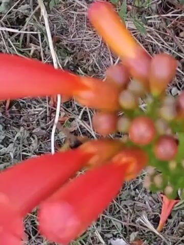 The video is a close-up, slightly blurred shot of a cluster of trumpet-shaped red and orange flowers with green buds against a background of dry grass and dirt. The focus is on the flowers, with a few out-of-focus petals visible in the foreground. The lighting suggests it is daytime. There are no people or animals visible in the video. The camera appears to be handheld and the shot is static.