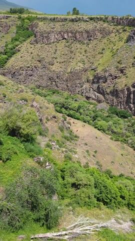 This is a short video clip filmed from a high vantage point, looking down onto a steep, rocky mountainside covered in dry grass and scattered trees. The overall scene is a natural landscape, likely a canyon or gorge, given the sheer rock faces visible on the left.

The primary subjects in the frame are a herd of approximately ten cows grazing on the uneven, sun-drenched slope. They are spread out across the hillside, with some clustered together and others more isolated. The cows appear to be of various colors, including brown, white, and reddish-brown.

The activity taking place is simply grazing. The cows are slowly moving across the terrain, presumably searching for food. There are no humans visible in the frame.

Notable details include the time of day, which appears to be midday or early afternoon due to the strong sunlight casting shadows and highlighting the arid landscape. The weather seems to be clear and sunny, with no clouds visible in the small patch of sky at the top of the frame. The location cues suggest a mountainous or hilly region with rocky outcrops and sparse vegetation, consistent with the provided context of Ohanavan, Armenia, known for its dramatic gorges. The overall mood conveyed is one of peaceful pastoral life in a rugged natural environment. No text is visible in the video.