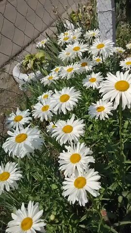 A close-up, eye-level shot shows a patch of white daisies with yellow centers. The daisies are in various stages of bloom, with some fully open and others still in bud. The flowers are densely packed together, with green foliage visible between them. A chain-link fence runs along the left side of the frame, with a concrete planter behind it. Sunlight illuminates the scene, casting shadows and highlighting the petals of the flowers. The background is slightly blurred, suggesting a shallow depth of field. The overall impression is one of natural beauty and abundance.