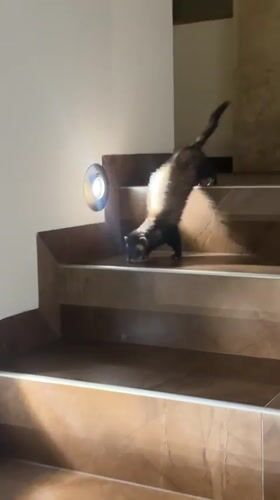Ferret loose in a Mexican home, plus a candlelit plate