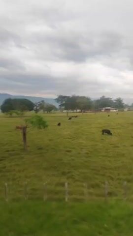 The video shows a view from a moving vehicle, looking out onto a green grassy field with scattered trees under an overcast sky. The camera pans rapidly across the landscape as the vehicle moves forward. A barbed wire fence runs along the edge of the field in the foreground.
