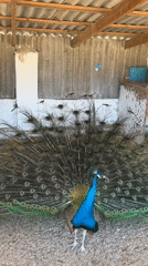 Peacock displays full plumage in Ukrainian pen