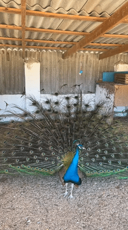 Peacock displays full plumage in Ukrainian pen