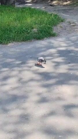 A pigeon stands on a dirt path, facing right. Another pigeon is walking away to the left. A third pigeon is standing on the path, facing left. The pigeons are near a patch of green grass on the left side of the frame. The ground is a mixture of dirt and gravel, with dappled sunlight and shadows cast by trees overhead.