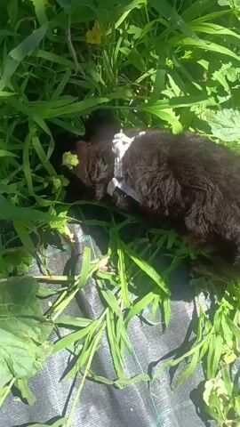 A close-up shot shows a small black animal, possibly a cat or kitten, lying in green grass. The animal is wearing a blue and white patterned collar. The animal appears to be resting or sleeping, with its head down and partially obscured by grass. Some green plants with yellow flowers are visible in the foreground. The background is blurred but suggests a sunny outdoor environment. A black fabric material is visible beneath the grass.