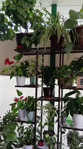 The video shows a panning shot of a collection of indoor plants arranged on a multi-tiered shelving unit. The plants vary in size, shape, and leaf type, with some featuring broad, glossy leaves and others having long, slender, or variegated foliage. They are housed in various pots of different colors and materials, including white, blue, brown, and terra cotta. The shelving unit is made of dark metal with multiple levels and appears to be sturdy. The background is a light-colored wall, and there is a view of what appears to be an outdoor space or a window with diffused light, suggesting an indoor or semi-enclosed setting like a porch or sunroom. The overall impression is a well-maintained collection of houseplants.