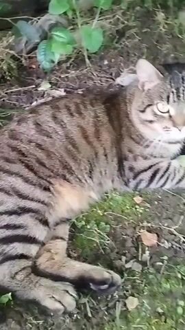 This is a close-up, handheld video of a tabby cat lying on the ground outdoors. The cat is brown with distinct black stripes and has green eyes. It is looking directly at the camera with a somewhat intense expression. The setting appears to be a garden or natural area, with dark soil, scattered green leaves, and some dry leaves visible. The lighting suggests it is daytime, possibly overcast or in a shaded area, as there are no strong shadows. The cat seems relaxed, lying down with its paws extended. There is no visible text in the video. The location context places this scene in the Sińkoŭski Sel'ski Savet, Belarus.
