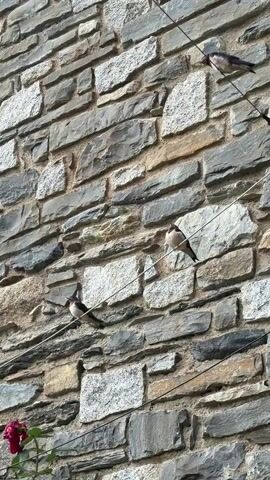 The video shows a stone wall with three birds perched on wires. The birds are small and have black and white plumage. They appear to be swallows. The wall is made of irregular stones of various sizes and colors, mostly gray and beige. There are wires running horizontally across the wall, and the birds are sitting on these wires. The lighting suggests it is daytime, possibly sunny, with some shadows cast on the wall. In the lower left corner, a few red flower petals are visible, indicating the presence of a plant. The camera is angled upwards, focusing on the birds and the wall.