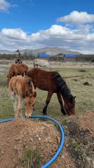 Rural morning captured: horses grazing, wood stove burning in Tyulyuk