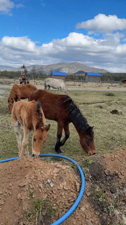 Rural morning captured: horses grazing, wood stove burning in Tyulyuk