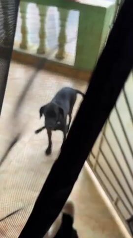 A black dog is standing on a tiled floor, looking towards the camera. The dog is wearing a collar. Behind the dog, there is a railing and a green wall. To the right of the dog is a partially open gate with vertical bars. The camera is positioned at the dog's eye level. The scene appears to be outdoors, possibly on a porch or balcony.