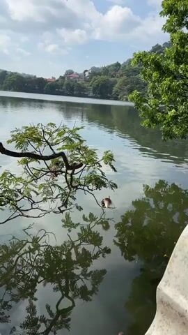The video shows a calm lake with a tree branch extending over the water. On the branch, a bird with brown and white feathers is perched, preening itself. The reflection of the tree and the bird is visible in the water. In the background, trees and a few buildings can be seen on a hillside. The sky is partly cloudy.