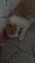 Relaxed cat enjoys a petting session on a tiled floor