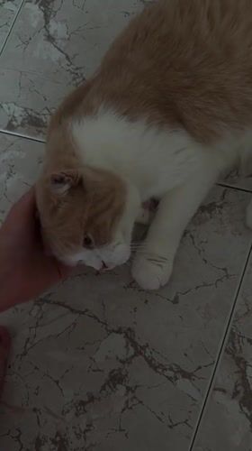 Relaxed cat enjoys a petting session on a tiled floor