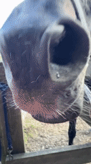 Up close with a black horse at a Russian outdoor pen
