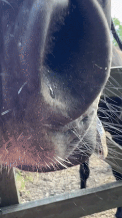 Up close with a black horse at a Russian outdoor pen