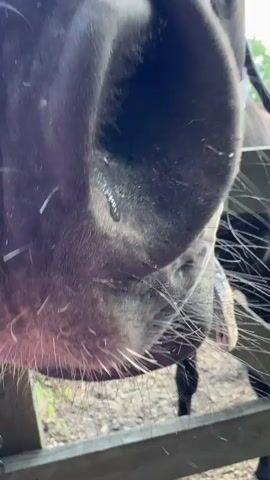 The video shows a close-up of a black horse's nose and mouth. The horse appears to be wet, with water droplets on its nose and some water spraying from its mouth. The horse is wearing a halter. The background is blurred but appears to be an outdoor setting with a wooden fence and some greenery. The camera then pulls back to reveal the horse's head and neck as it is standing behind a wooden fence. The horse is looking to the left and appears to be interacting with the fence. The horse's mouth is slightly open, and its teeth are visible. The environment appears to be a stable or paddock area.