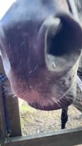 Up close with a black horse at a Russian outdoor pen