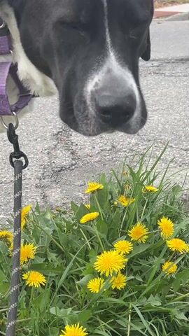 A black and white dog, wearing a purple collar and black and white patterned leash, is captured in a close-up shot sniffing at ground cover. The dog's head is primarily black with a white patch on its forehead and white markings on its snout. Its fur around the neck and chest is also white.

The scene shows the dog deeply engaged, with its nose close to the green grass and broad-leafed plants, among which numerous vibrant yellow dandelion-like flowers are blooming. The ground also features grey asphalt or concrete, suggesting the edge of a paved area like a sidewalk or street.

The video focuses on the dog's action of smelling the vegetation, with slight movements revealing its black and white patterned front leg. The weather appears fair and it is daytime, providing good natural light. No human subjects or visible text are present. The activity takes place outdoors, possibly along a street or park edge in the City of Newburgh, United States of America.