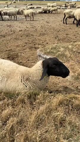 The video shows a close-up of a black-headed sheep with a white body lying down, facing right, in dry grass. The sheep is in a ditch or depression in the brown earth. In the background, a flock of sheep are grazing and lying down in a dry, open field under a cloudy sky. In the far distance, a medieval-style building or abbey is visible on a hilltop. The scene appears to be pastoral and rural.